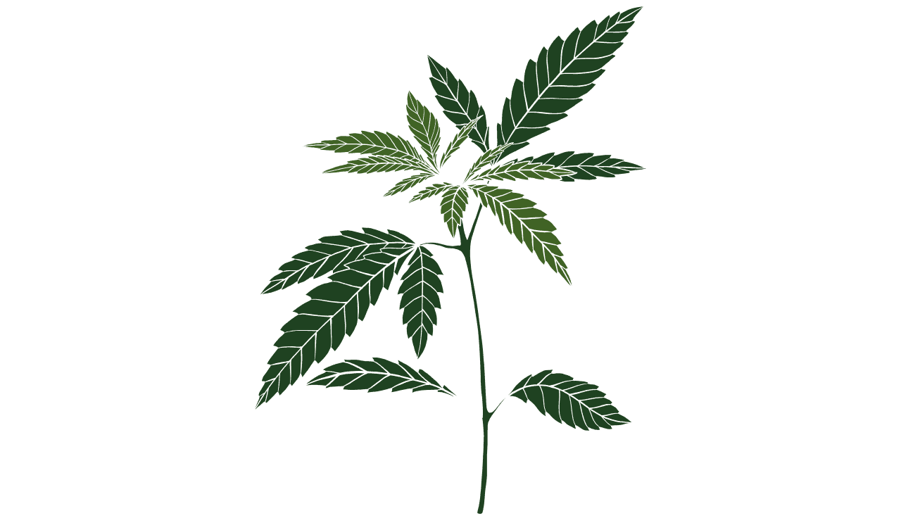 Illustration einer Cannabispflanze